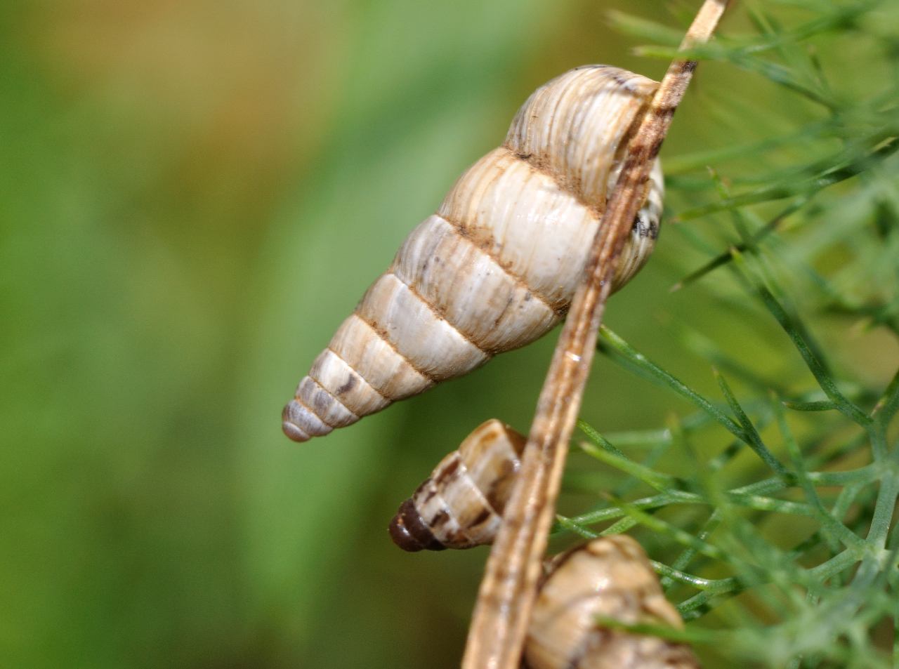 Identificazione molluschi